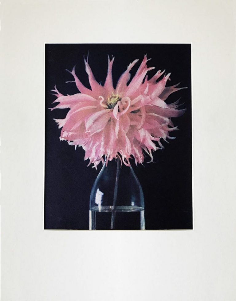 gum-print-dhalia