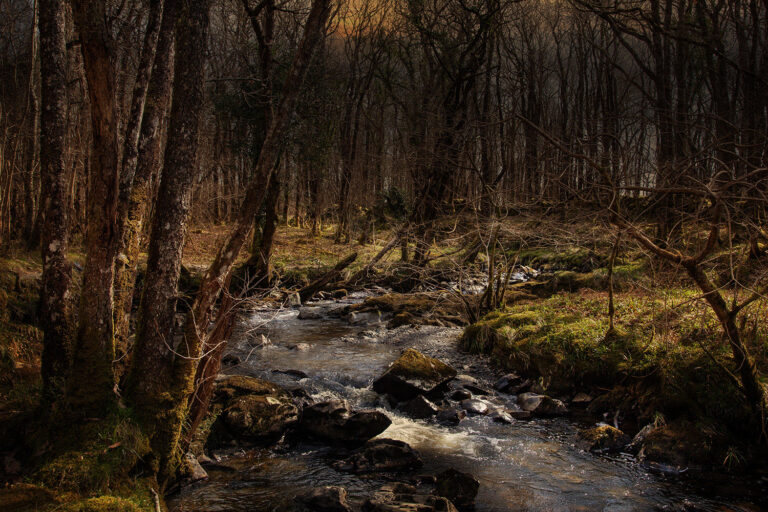 celtic rainforest in scotland celtic rainforest in scotland