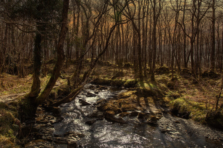 atlantic rainforest in scotland atlantic rainforest in scotland