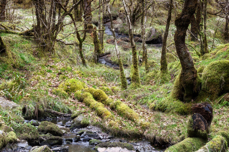 celtic atlantic rainforest in scottish highlands celtic atlantic rainforest in scottish highlands