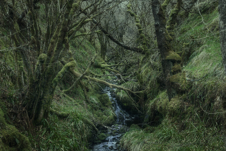 rain forest landscape in scottish highlands rain forest landscape in scottish highlands