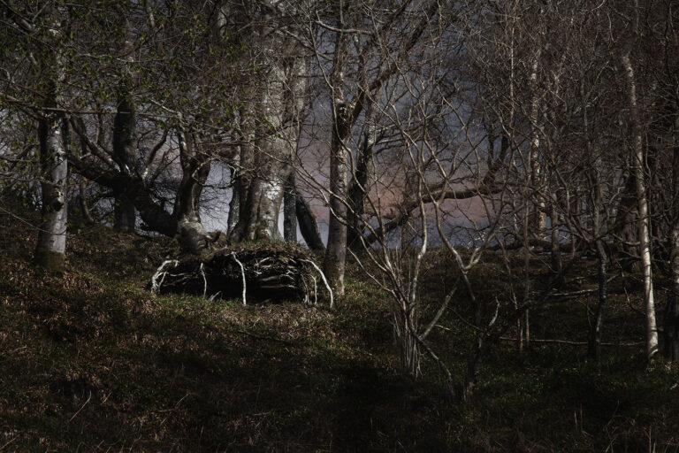 scottish forest scottish forest