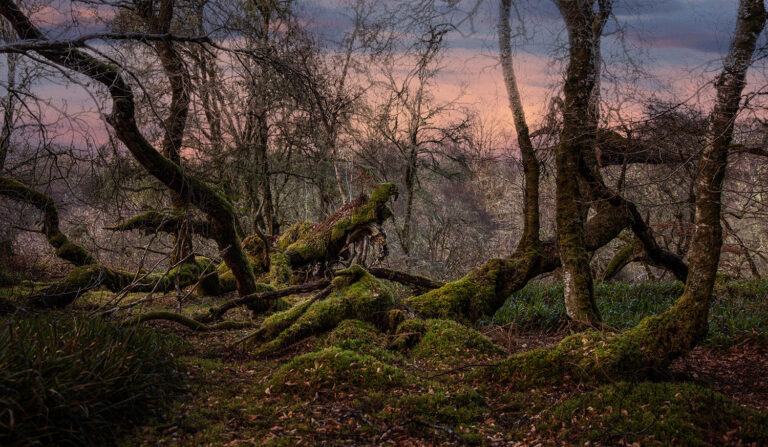 scottish rain forest dunolie woods scottish rain forest dunolie woods
