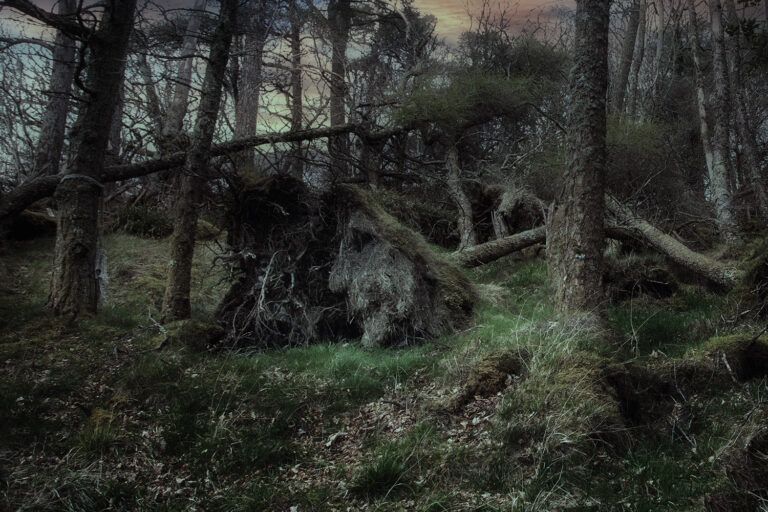 The Witches Promise - atlantic rainforest scotland atlantic rainforest scotland