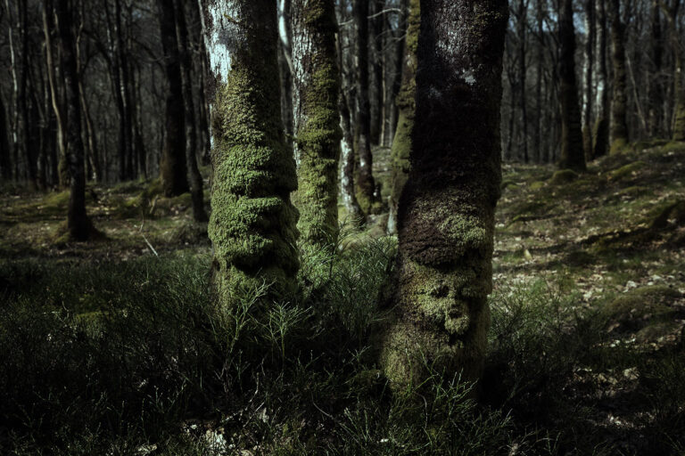 temporate rainforest scotland temporate rainforest scotland
