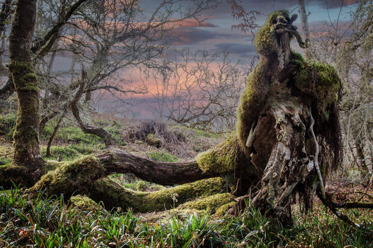 The Keeper of Barra Mòr celtic rainforest dunolie woods scotland celtic rainforest dunolie woods scotland