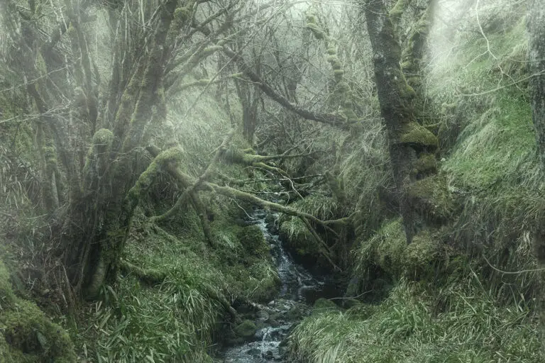 Whispering Gully celtic atlantic temporate rain forest in scotland Whispering Gully celtic atlantic temporate rain forest in scotland