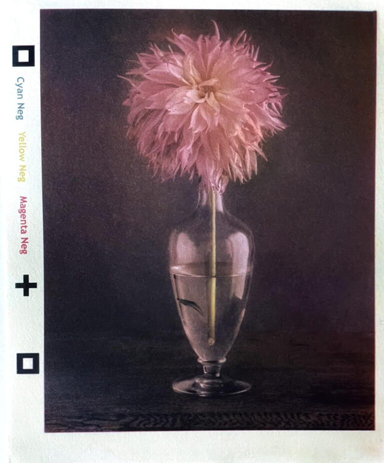 Dahlia Gum Print Dahlia Gum Print