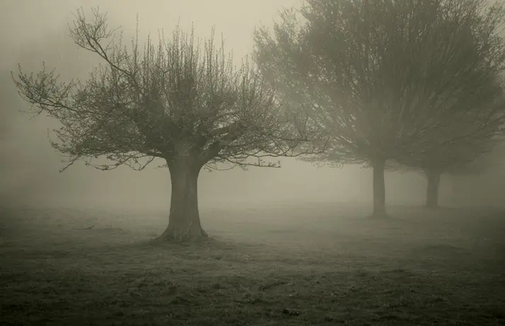 In The Mist