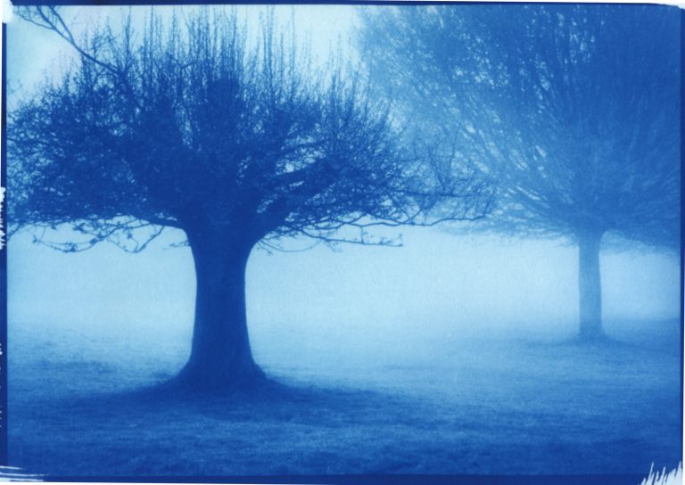 handmade cyanotype prints