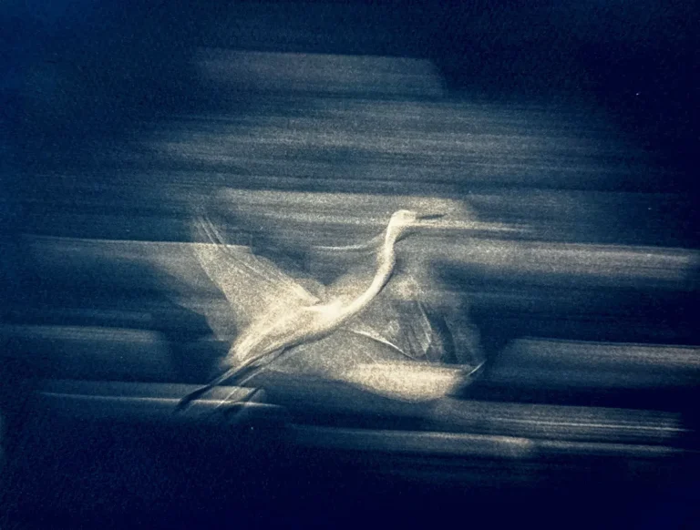 egret elegance - cyano tea toning copy Photo by Karthik