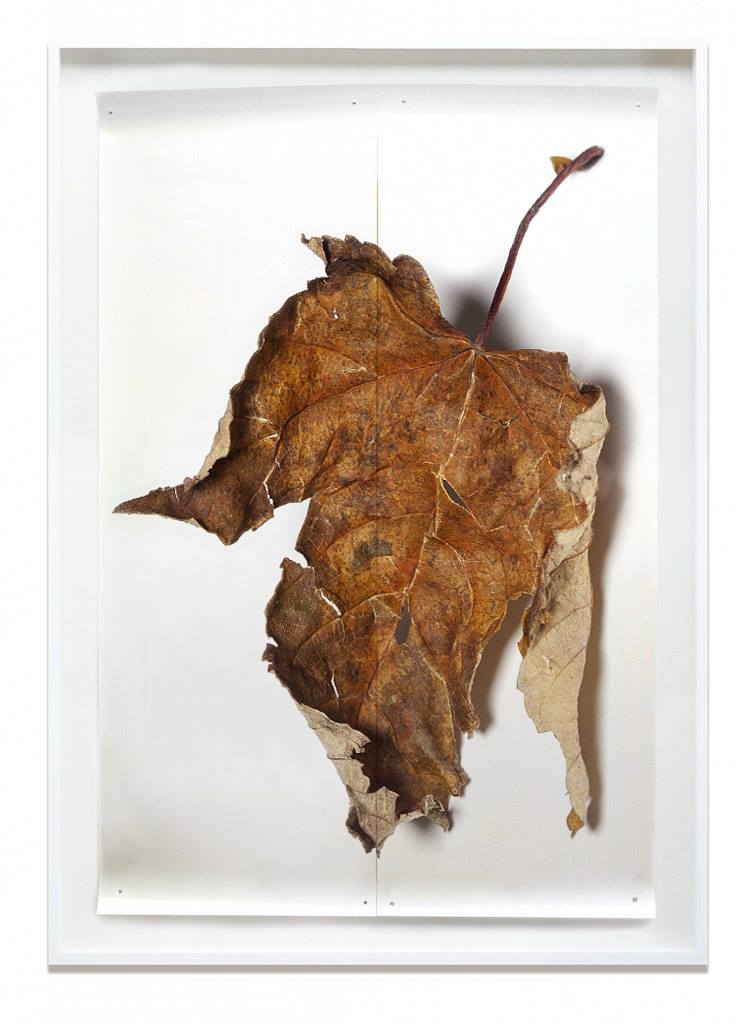 04 true colours autumn leaves