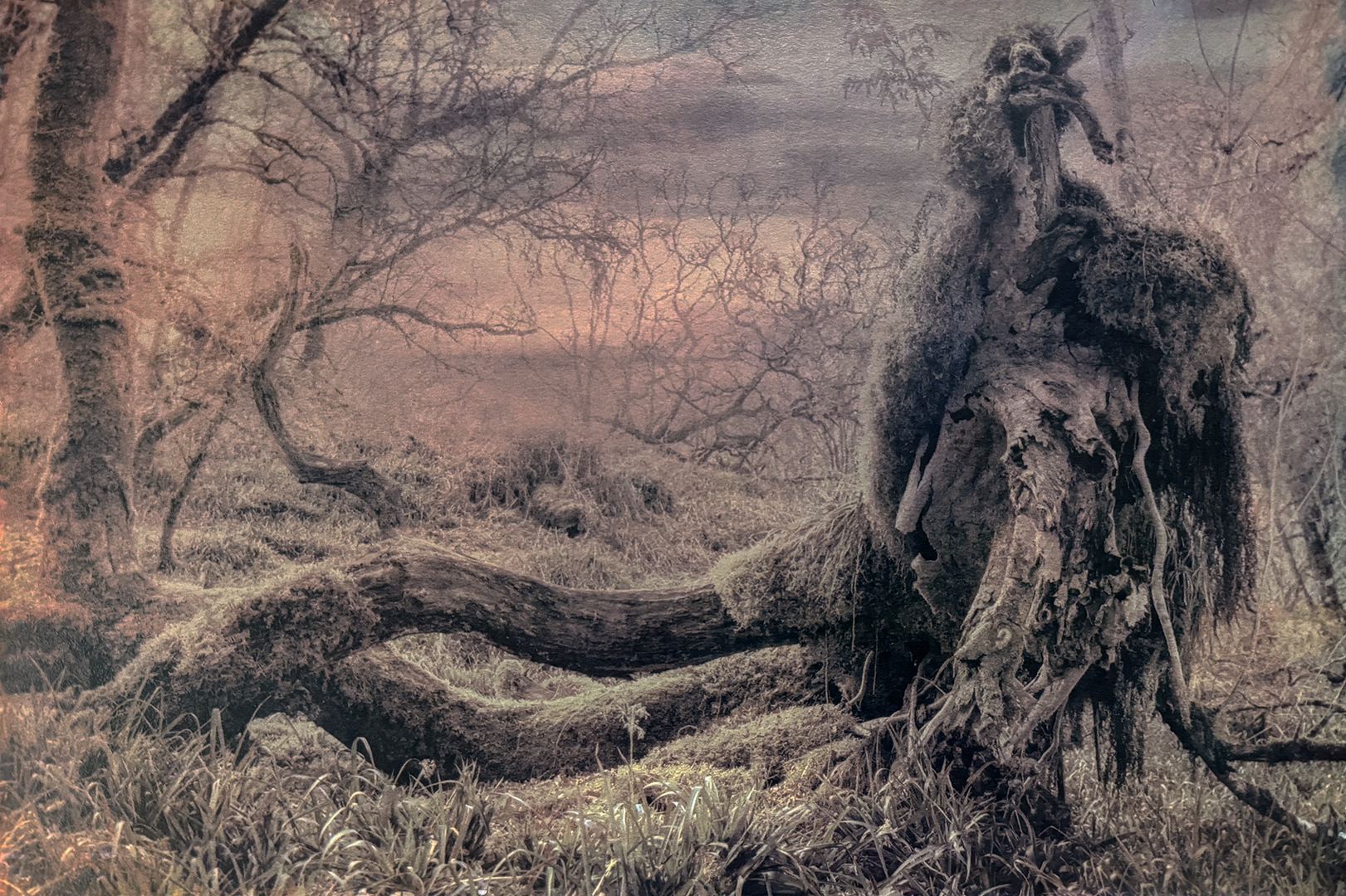 The Keeper of Barra Mòr — gum bichromate print by London-based fine art photographer Ian Phillips-McLaren, depicting the Scottish Celtic rainforest and exploring memory, myth, and guardianship.